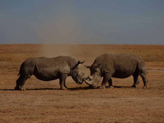 Sweetwaters National Park Hotel Sweetwaters Serena Camp, Mount Kenya National Park rhino black rhino