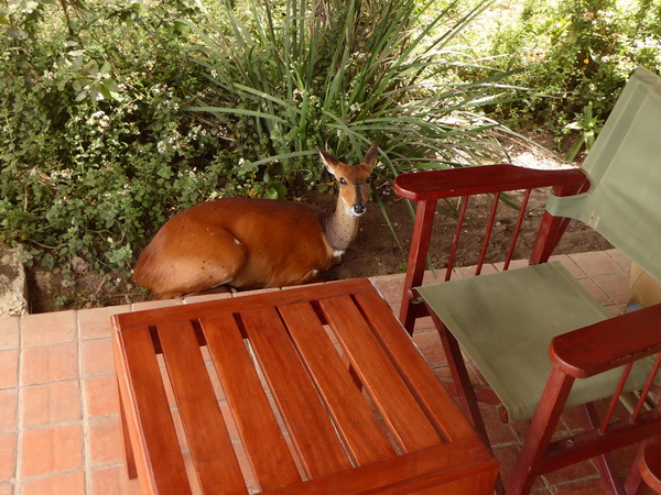 Sweetwaters  Kenia  National Park Hotel Sweetwaters Serena Camp, Mount Kenya National Park reedbock