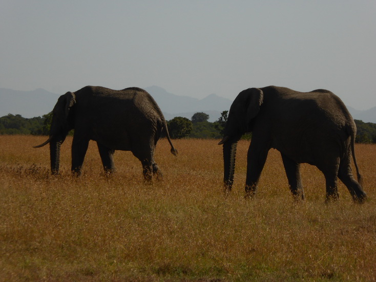 Sweetwaters  Kenia  National Park Hotel Sweetwaters Serena Camp, Mount Kenya National Park: lilac