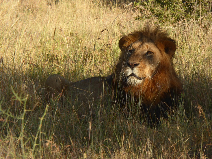 Sweetwaters  Kenia  National Park Hotel Sweetwaters Serena Camp, Mount Kenya National Park simba eating poached Rhino