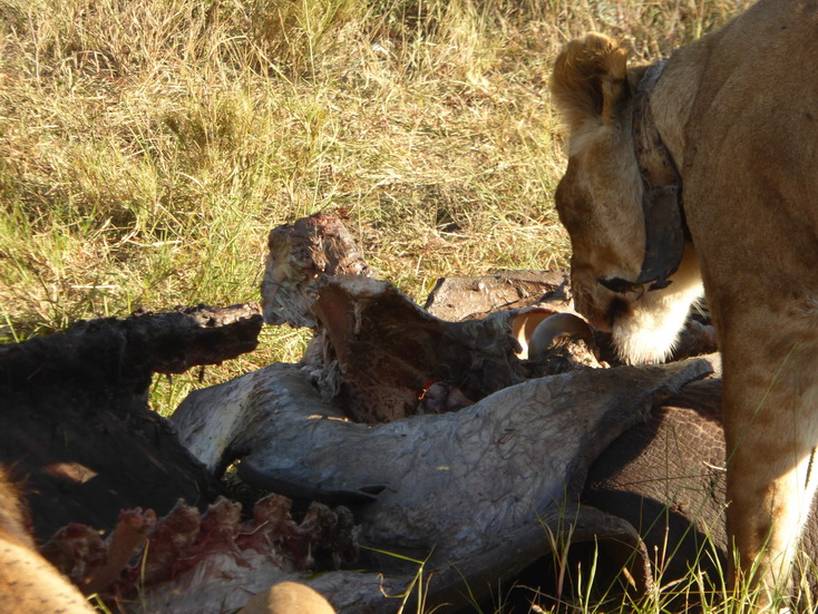 Sweetwaters  Kenia  National Park Hotel Sweetwaters Serena Camp, Mount Kenya National Park simba eating poached Rhino