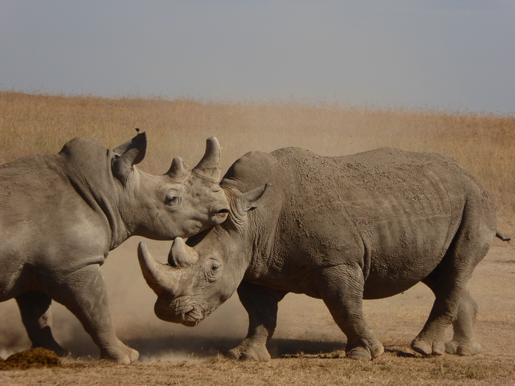 Sweetwaters National Park Hotel Sweetwaters Serena Camp, Mount Kenya National Park rhino black rhino white