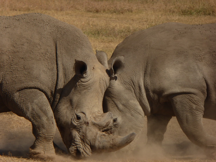 Sweetwaters National Park Hotel Sweetwaters Serena Camp, Mount Kenya National Park rhino black rhino white