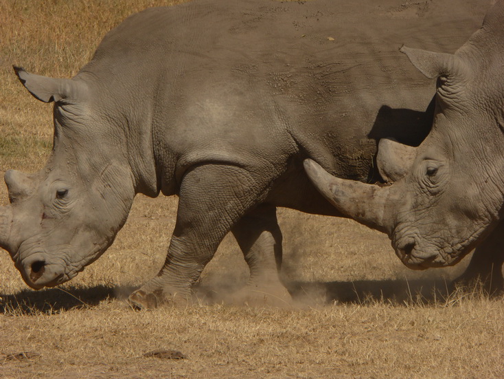 Sweetwaters National Park Hotel Sweetwaters Serena Camp, Mount Kenya National Park rhino black rhino white