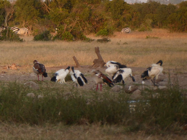 Sweetwaters  Kenia  National Park Hotel Sweetwaters Serena Camp, Mount Kenya National Park: birds