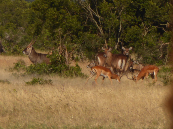 Sweetwaters  Kenia  National Park Hotel Sweetwaters Serena Camp, Mount Kenya National Park impala