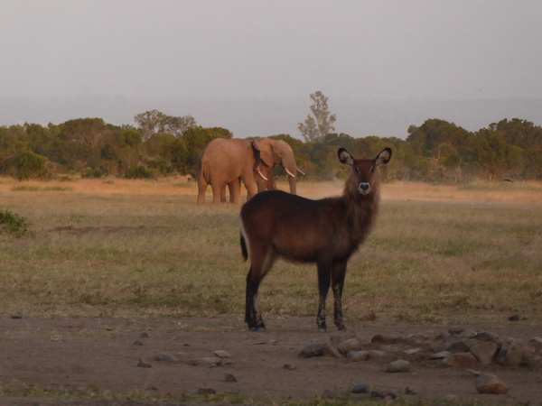 Sweetwaters  Kenia  National Park Hotel Sweetwaters Serena Camp, Mount Kenya National Park Waterbock