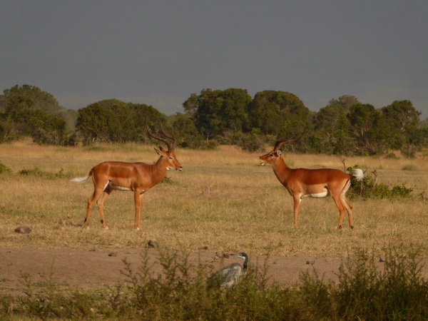 Sweetwaters  Kenia  National Park Hotel Sweetwaters Serena Camp, Mount Kenya National Park impala
