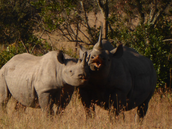 Sweetwaters National Park Hotel Sweetwaters Serena Camp, Mount Kenya National Park rhino black rhino white