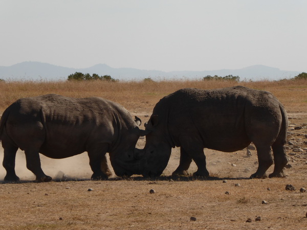 Sweetwaters National Park Hotel Sweetwaters Serena Camp, Mount Kenya National Park rhino black rhino white