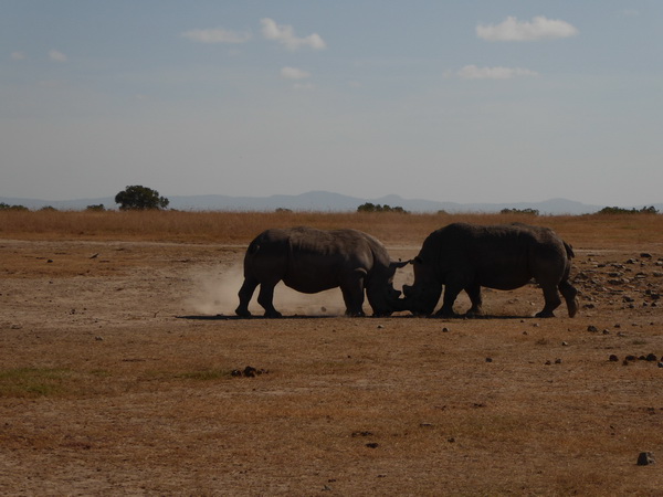 Sweetwaters National Park Hotel Sweetwaters Serena Camp, Mount Kenya National Park rhino black rhino white
