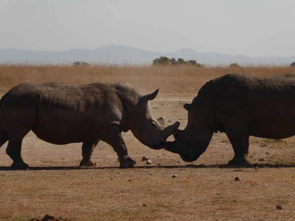 Sweetwaters National Park Hotel Sweetwaters Serena Camp, Mount Kenya National Park rhino black rhino white