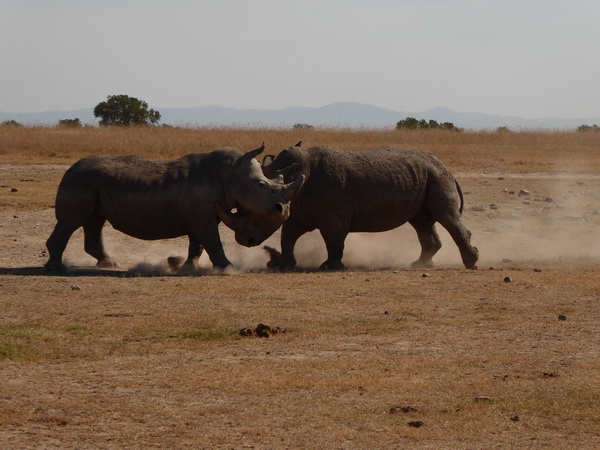 Sweetwaters National Park Hotel Sweetwaters Serena Camp, Mount Kenya National Park rhino black rhino white