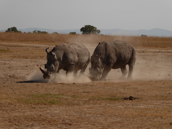 Sweetwaters National Park Hotel Sweetwaters Serena Camp, Mount Kenya National Park rhino black rhino white