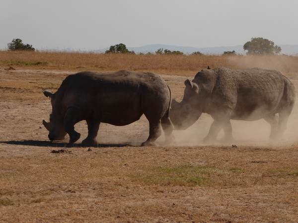 Sweetwaters National Park Hotel Sweetwaters Serena Camp, Mount Kenya National Park rhino black rhino white