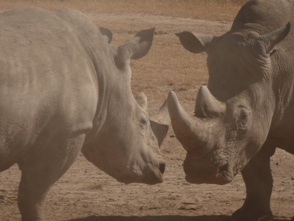 Sweetwaters National Park Hotel Sweetwaters Serena Camp, Mount Kenya National Park rhino black rhino white