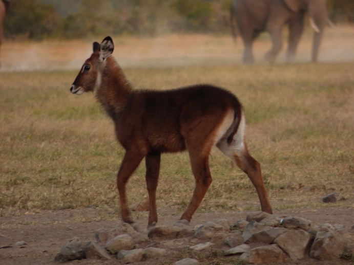 little waterbock