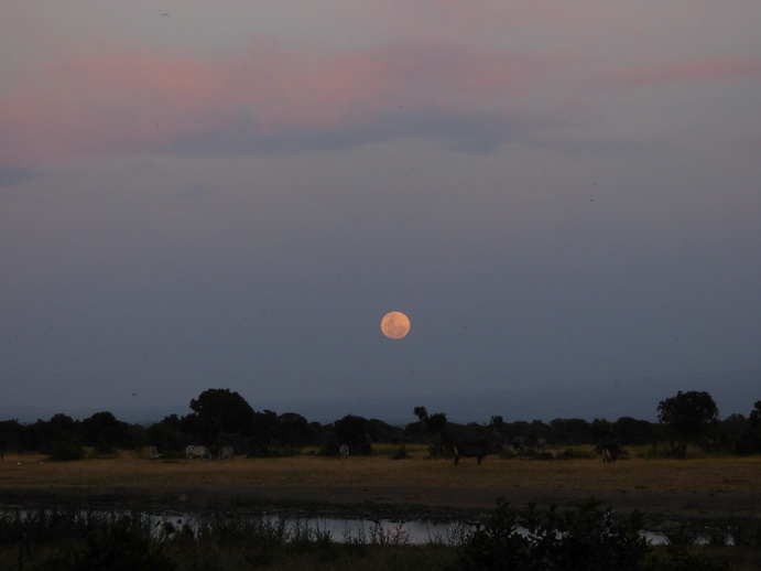 Sweetwaters  Kenia  National Park Hotel Sweetwaters Serena Camp, Mount Kenya National Park:moonrise 