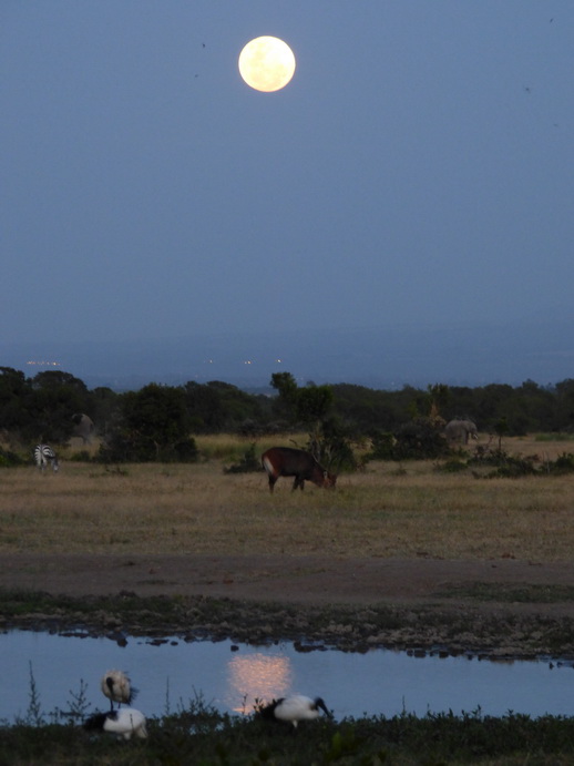 Sweetwaters  Kenia  National Park Hotel Sweetwaters Serena Camp, Mount Kenya National Park fulmoon: 