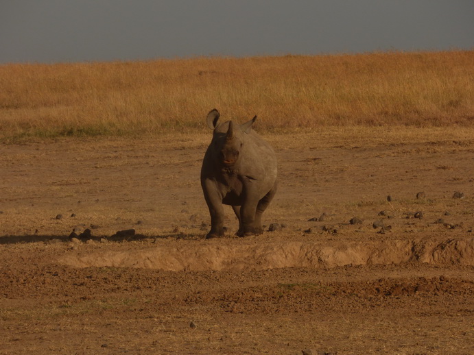 Sweetwaters  Kenia  National Park Hotel Sweetwaters Serena Camp, Mount Kenya National Park rhino