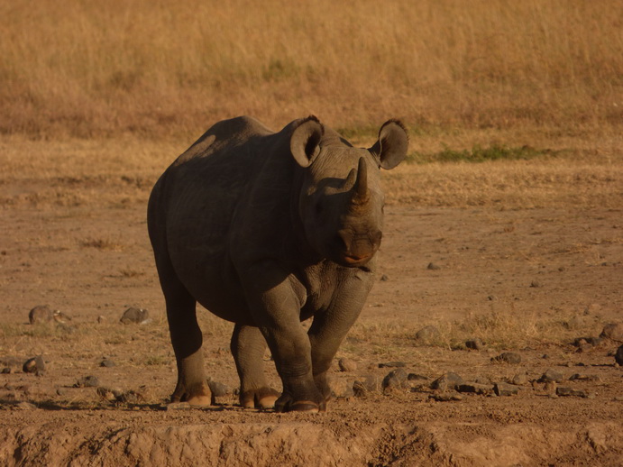 Sweetwaters  Kenia  National Park Hotel Sweetwaters Serena Camp, Mount Kenya National Park rhino