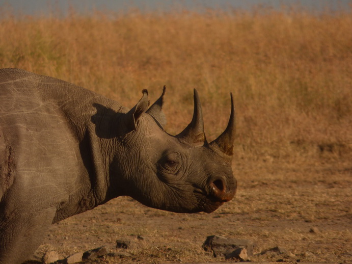 Sweetwaters  Kenia  National Park Hotel Sweetwaters Serena Camp, Mount Kenya National Park rhino