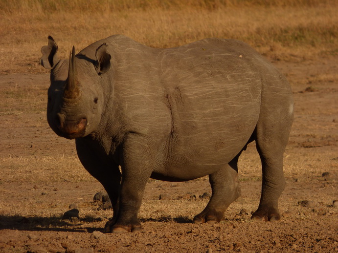 Sweetwaters  Kenia  National Park Hotel Sweetwaters Serena Camp, Mount Kenya National Park rhino