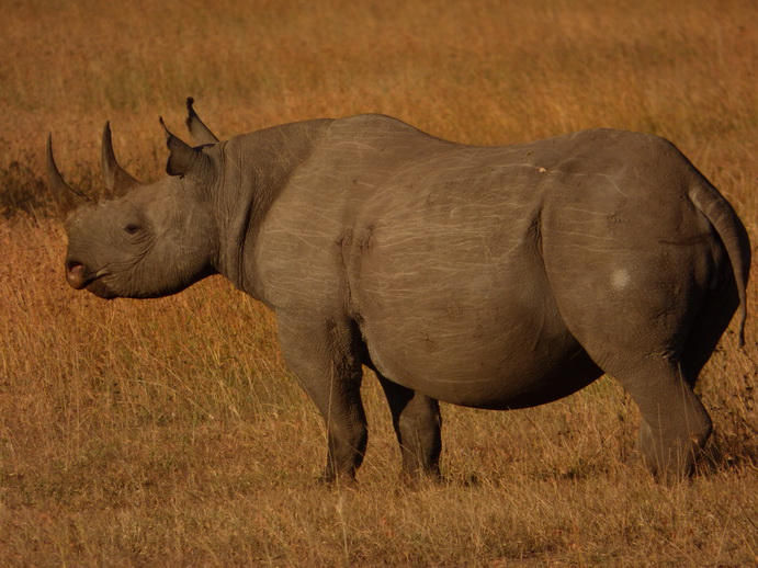 Sweetwaters National Park Hotel Sweetwaters Serena Camp, Mount Kenya National Park rhino black rhino white