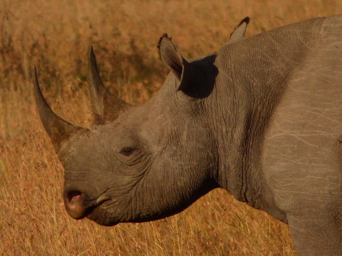 Sweetwaters  Kenia  National Park Hotel Sweetwaters Serena Camp, Mount Kenya National Park rhino