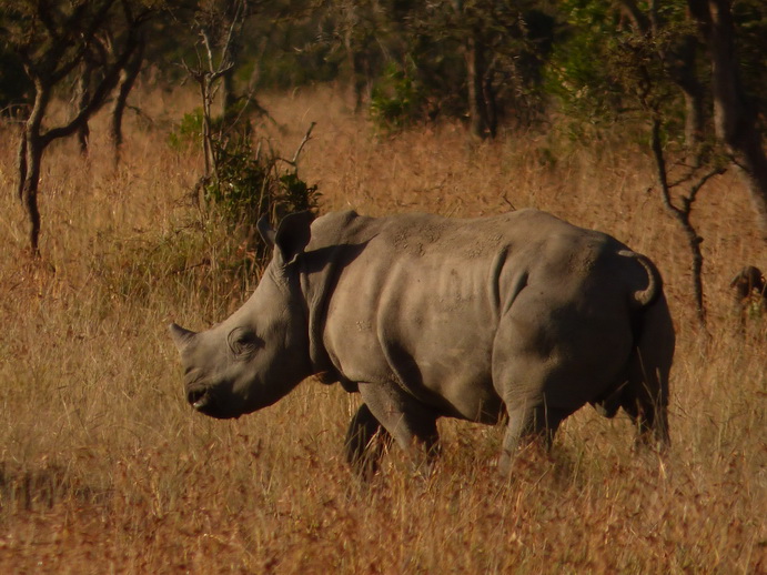 Sweetwaters National Park Hotel Sweetwaters Serena Camp, Mount Kenya National Park rhino black rhino white