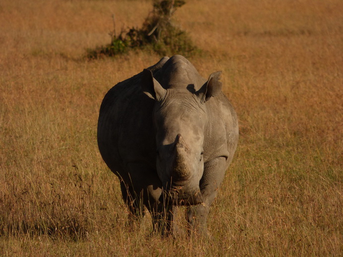   Sweetwaters  Kenia  National Park Hotel Sweetwaters Serena Camp, Mount Kenya National Park:rhino Sweetwaters  Kenia  National Park Hotel Sweetwaters Serena Camp, Mount Kenya National Park rhino: 