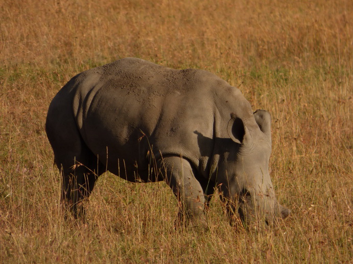   Sweetwaters  Kenia  National Park Hotel Sweetwaters Serena Camp, Mount Kenya National Park:rhino Sweetwaters  Kenia  National Park Hotel Sweetwaters Serena Camp, Mount Kenya National Park rhino: 