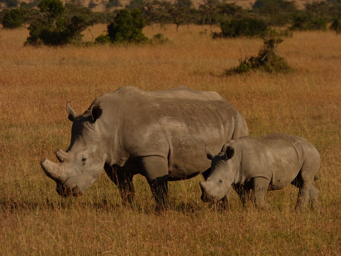   Sweetwaters  Kenia  National Park Hotel Sweetwaters Serena Camp, Mount Kenya National Park:rhino Sweetwaters  Kenia  National Park Hotel Sweetwaters Serena Camp, Mount Kenya National Park rhino: 