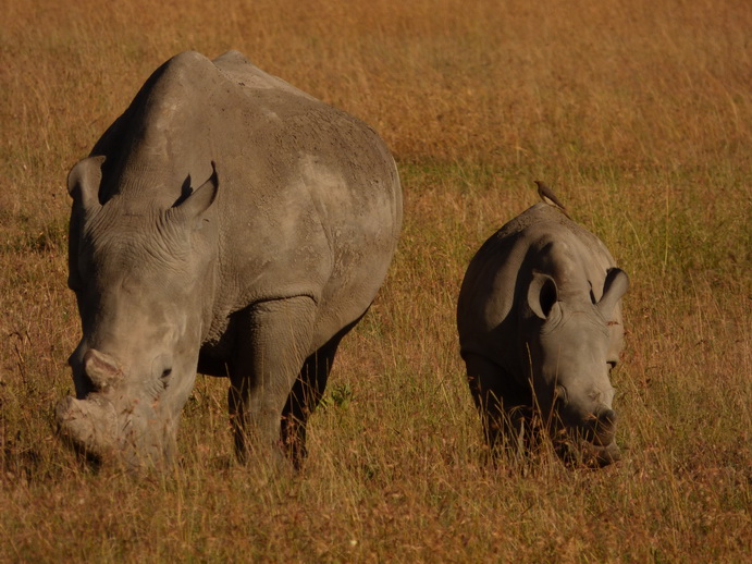   Sweetwaters  Kenia  National Park Hotel Sweetwaters Serena Camp, Mount Kenya National Park:rhino Sweetwaters  Kenia  National Park Hotel Sweetwaters Serena Camp, Mount Kenya National Park rhino: 