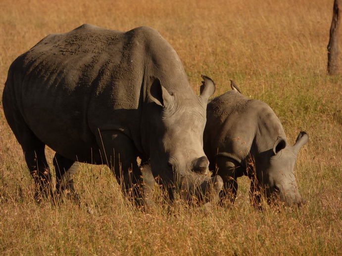   Sweetwaters  Kenia  National Park Hotel Sweetwaters Serena Camp, Mount Kenya National Park:rhino Sweetwaters  Kenia  National Park Hotel Sweetwaters Serena Camp, Mount Kenya National Park rhino: 