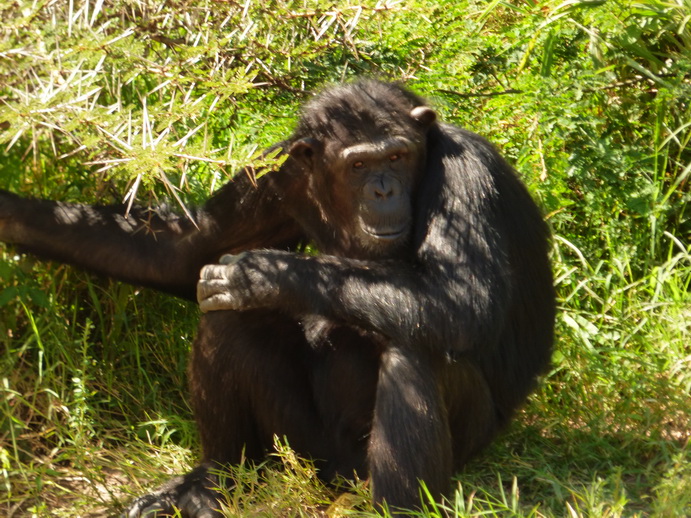 Sweetwaters  National Park Hotel Sweetwaters Serena Camp, Mount Kenya National Park chimps SChimpanse