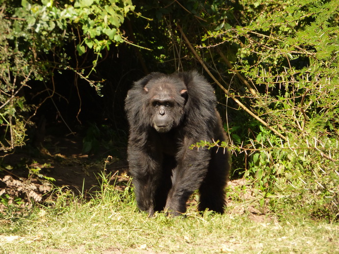 Sweetwaters  National Park Hotel Sweetwaters Serena Camp, Mount Kenya National Park chimps SChimpanse