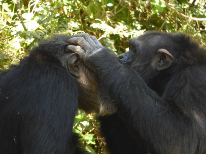 Sweetwaters  National Park Hotel Sweetwaters Serena Camp, Mount Kenya National Park chimps SChimpanse