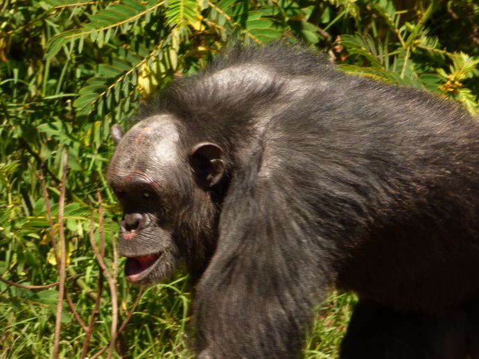 Sweetwaters  National Park Hotel Sweetwaters Serena Camp, Mount Kenya National Park chimps SChimpanse