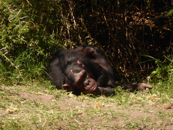   Sweetwaters  National Park Hotel Sweetwaters Serena Camp, Mount Kenya National Park chimps SChimpansen 