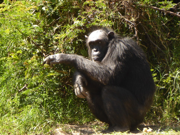   Sweetwaters  National Park Hotel Sweetwaters Serena Camp, Mount Kenya National Park chimps SChimpansen 