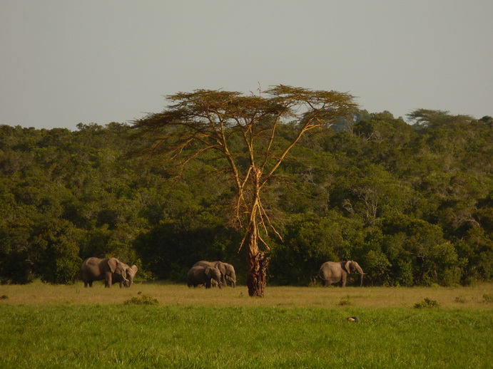 Sweetwaters  Kenia  National Park Hotel Sweetwaters Serena Camp, Mount Kenya National Park tembo 