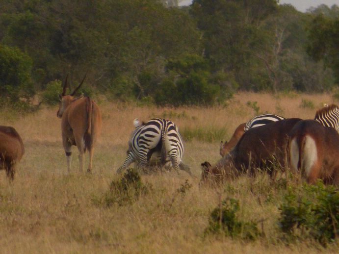 fighting zebra