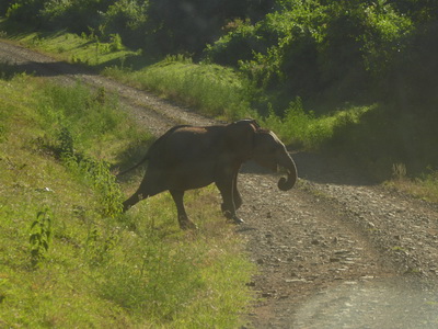 Tembo Elefant 