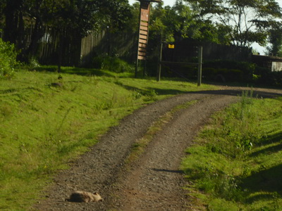 berdare National ParkThe Ark Hyäne Hyena Fisi