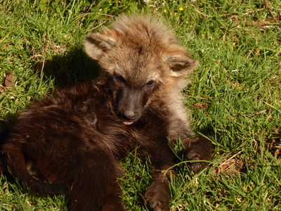 berdare National ParkThe Ark Hyäne Hyena Fisi