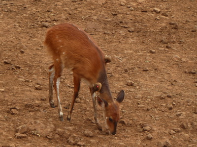 The Ark  in Kenia Aberdare National Park Bushbock 