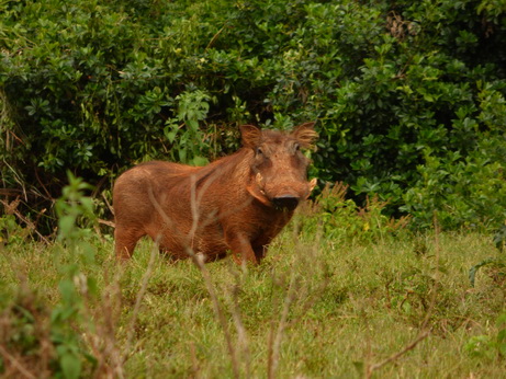   The Ark  in Kenia Aberdare National ParkThe Ark  in Kenia Aberdare National Park