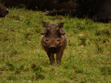 The Ark  in Kenia Aberdare National Park Ngiri Verwandter von Bushpig 