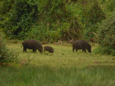   The Ark  in Kenia Aberdare National Park BushpigsThe Ark  in Kenia Aberdare National Park Bushpigs